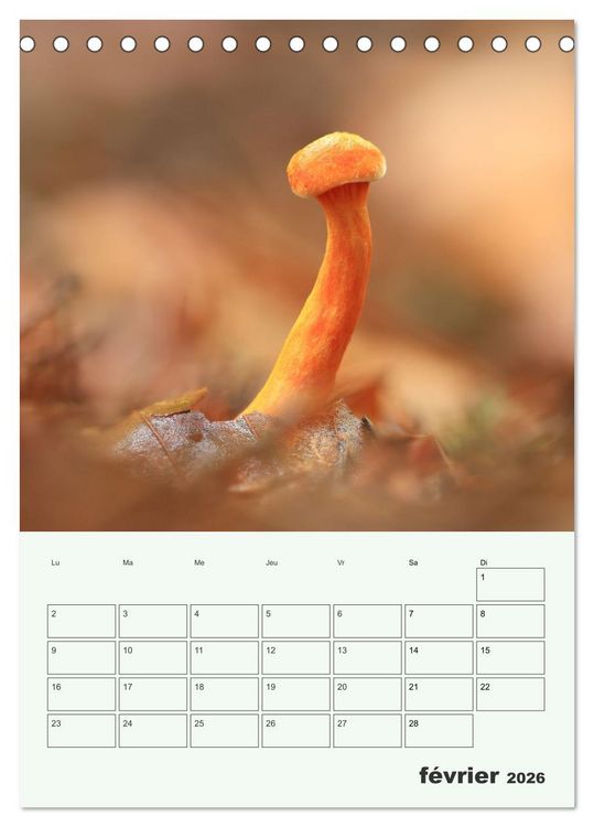 Produktbild: Champignons magiques - Beaut&eacute;s &eacute;ph&eacute;m&egrave;res (Calendrier de bureau 2026 DIN A5 horizontal), CALVENDO calendrier mensuel