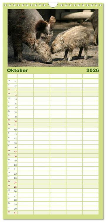 Produktbild: Familienplaner 2026 - Schweinkram - Die Wildschweine sind los mit 5 Spalten (Wandkalender, 21 x 45 cm) CALVENDO