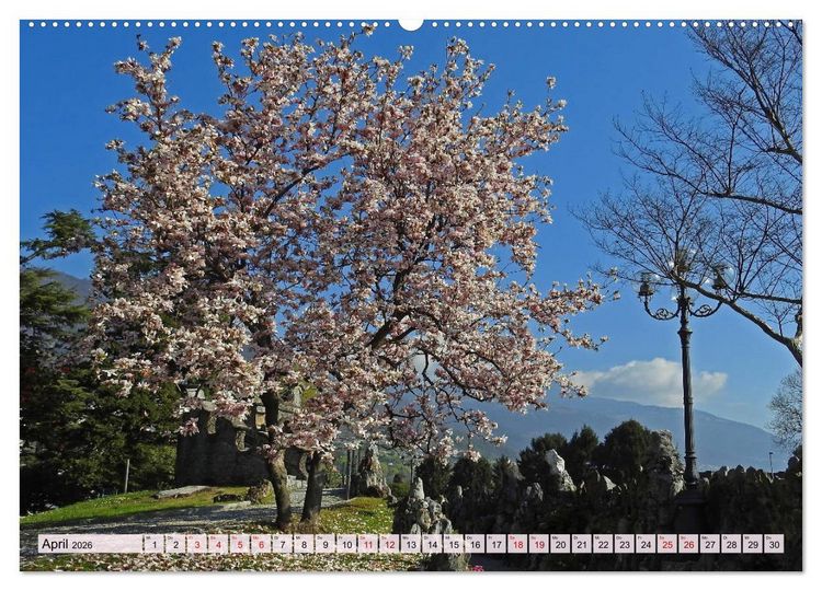 Produktbild: Mit B&auml;umen durchs Jahr (hochwertiger Premium Wandkalender 2026 DIN A2 quer), Kunstdruck in Hochglanz