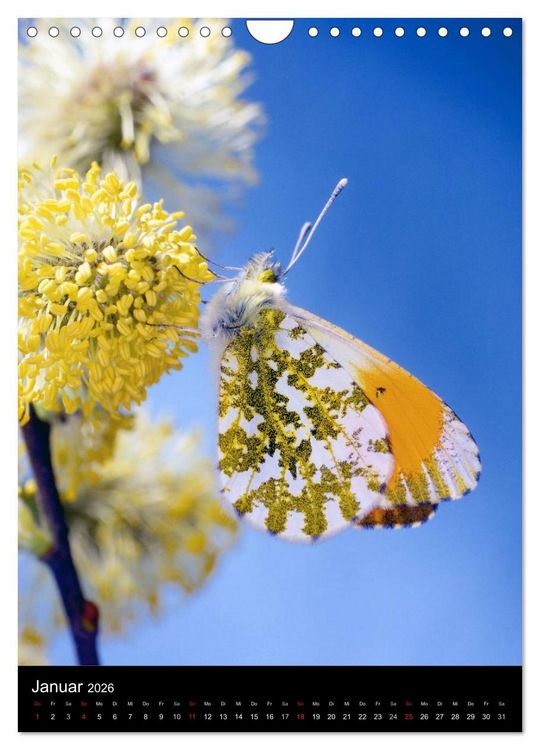 Produktbild: Schmetterlilnge und Blumen (Wandkalender 2026 DIN A4 hoch), CALVENDO Monatskalender