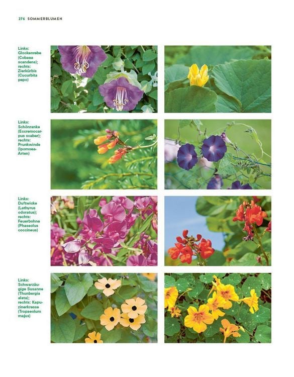 Produktbild: Das gro&szlig;e Buch der Stauden und Sommerblumen