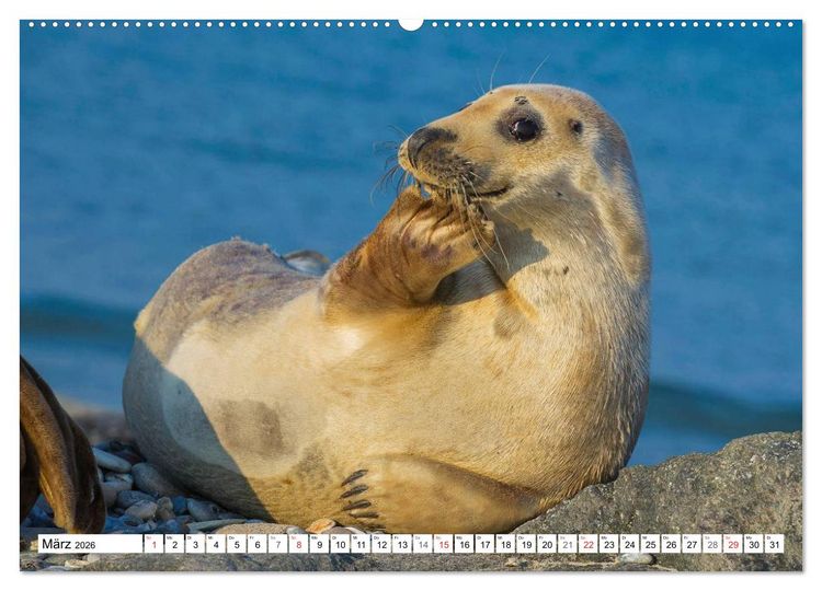 Produktbild: Kegelrobben hautnah (hochwertiger Premium Wandkalender 2026 DIN A2 quer), Kunstdruck in Hochglanz