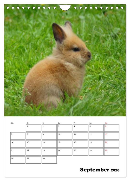 Produktbild: Kaninchen Terminplaner (Wandkalender 2026 DIN A4 hoch), CALVENDO Monatskalender