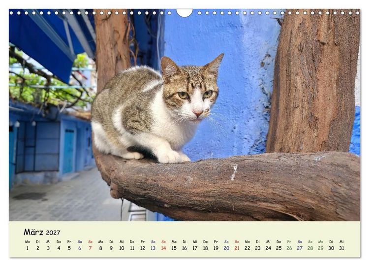 Produktbild: MarokkoCats (Wandkalender 2027 DIN A3 quer), CALVENDO Monatskalender
