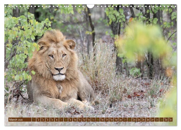 Produktbild: Lions of Southern Africa (Wall Calendar 2026 DIN A3 landscape), CALVENDO 12 Month Wall Calendar
