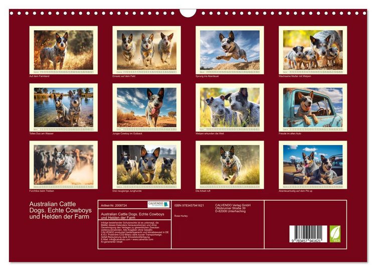Produktbild: Australian Cattle Dogs. Echte Cowboys und Helden der Farm (Wandkalender 2026 DIN A3 quer), CALVENDO Monatskalender