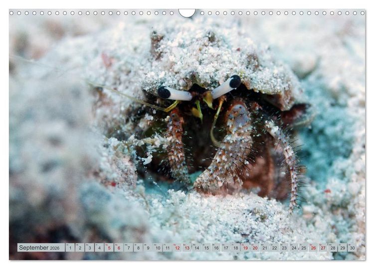 Produktbild: Tauchen, Fische und Meer (Wandkalender 2026 DIN A3 quer), CALVENDO Monatskalender