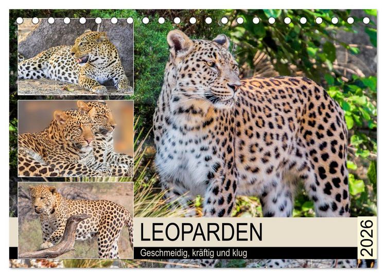 Produktbild: Leoparden. Geschmeidig, kr&auml;ftig und klug (Tischkalender 2026 DIN A5 quer), CALVENDO Monatskalender
