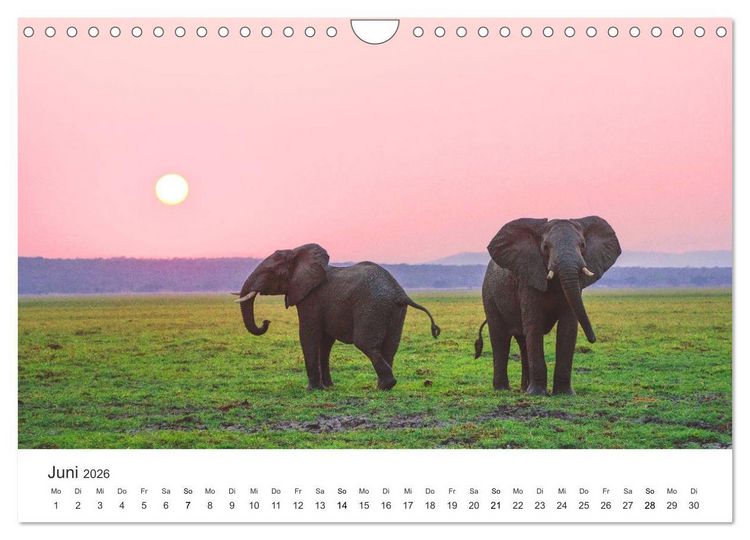 Produktbild: Safari durch Afrika (Wandkalender 2026 DIN A4 quer), CALVENDO Monatskalender