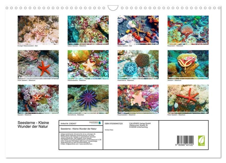 Produktbild: Seesterne - Kleine Wunder der Natur (Wandkalender 2027 DIN A3 quer), CALVENDO Monatskalender