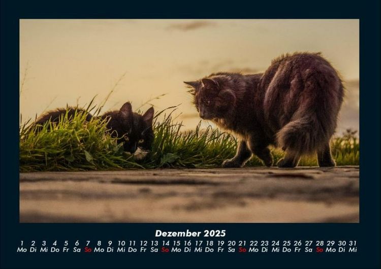 Produktbild: F&uuml;r Katzenfreunde 2025 Fotokalender DIN A4