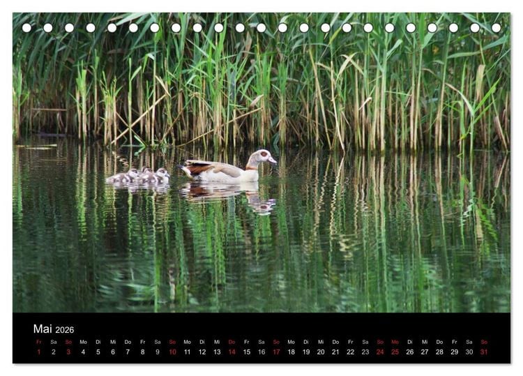 Produktbild: Welt der Tiere (Tischkalender 2026 DIN A5 quer), CALVENDO Monatskalender