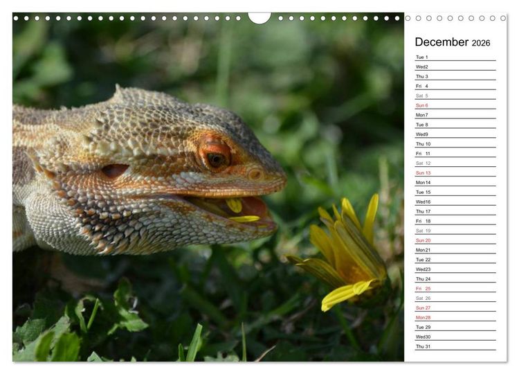 Produktbild: Close to Australian Bearded Dragons (Wall Calendar 2026 DIN A3 landscape), CALVENDO 12 Month Wall Calendar