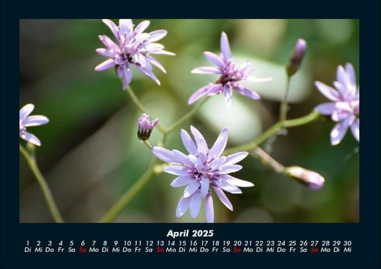 Produktbild: Bilder der Natur 2025 Fotokalender DIN A4