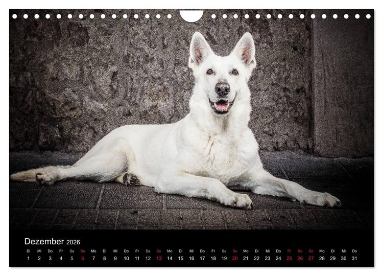 Produktbild: Urban Dogs - Hundekalender der anderen Art (Wandkalender 2026 DIN A4 quer), CALVENDO Monatskalender