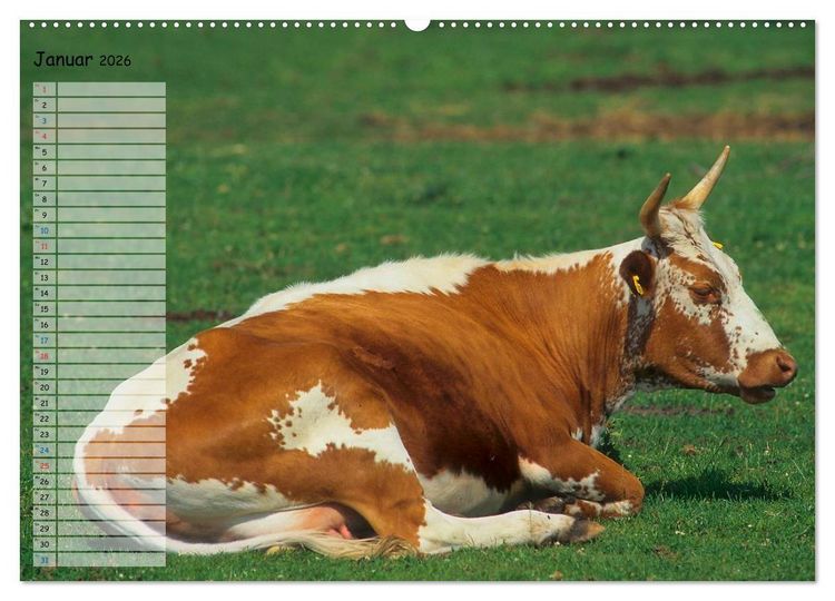 Produktbild: Rinder auf dem Lande (hochwertiger Premium Wandkalender 2026 DIN A2 quer), Kunstdruck in Hochglanz