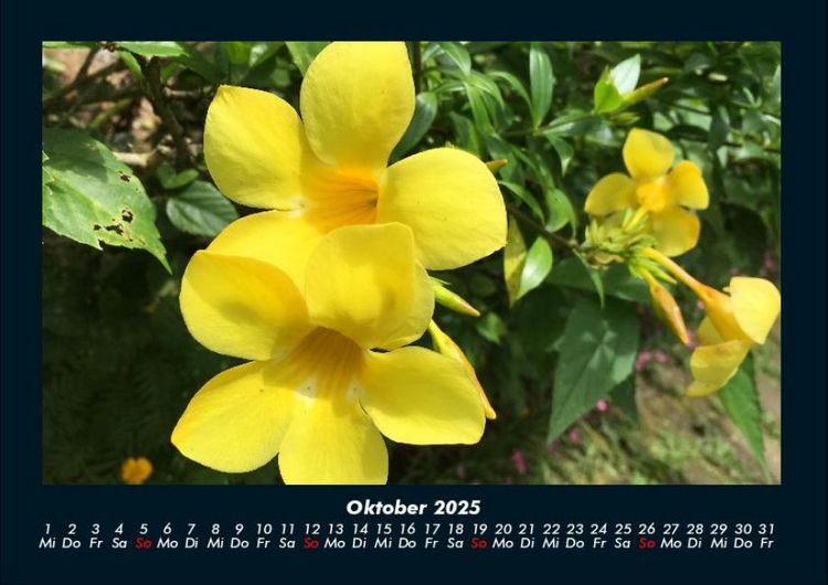 Produktbild: Blumenkalender 2025 Fotokalender DIN A4