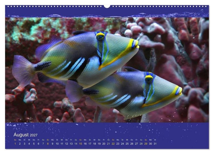 Produktbild: Korallenfische im Lichtschimmer des Meeres (Wandkalender 2027 DIN A2 quer), CALVENDO Monatskalender