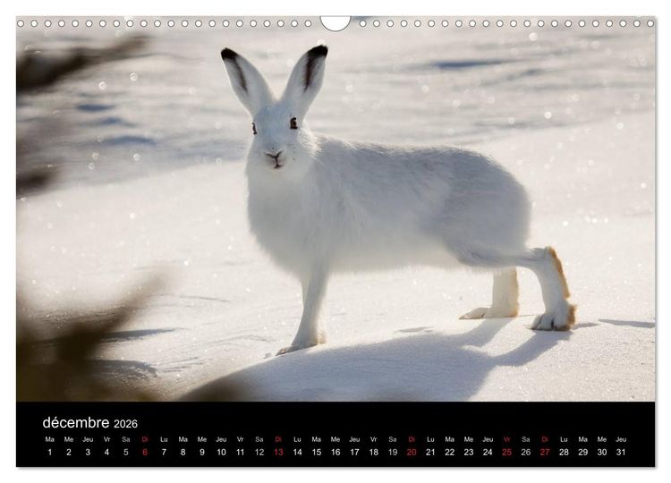 Produktbild: Saint-Pierre et Miquelon &agrave; l'&eacute;tat sauvage (Calendrier mural 2026 DIN A3 vertical), CALVENDO calendrier mensuel