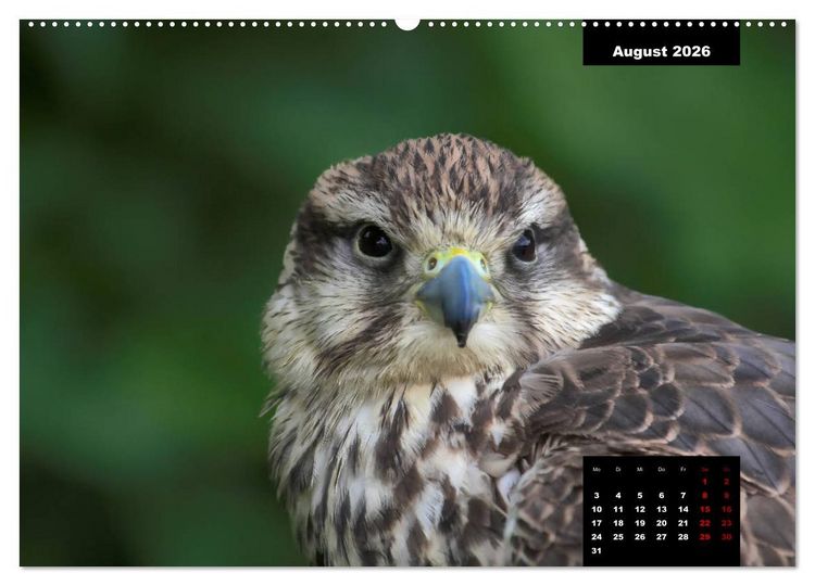 Produktbild: Greifv&ouml;gel - Herrscher der L&uuml;fte (hochwertiger Premium Wandkalender 2026 DIN A2 quer), Kunstdruck in Hochglanz
