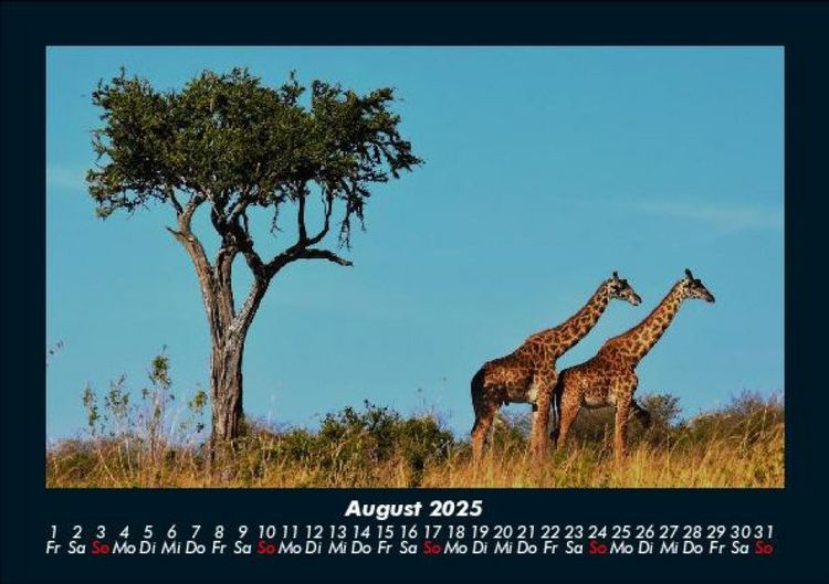 Produktbild: Tiere in der Wildnis 2025 Fotokalender DIN A5
