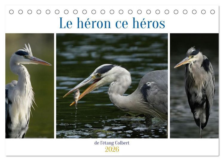 Produktbild: Le h&eacute;ron ce h&eacute;ros de l'&eacute;tang Colbert (Calendrier de bureau 2026 DIN A5 vertical), CALVENDO calendrier mensuel