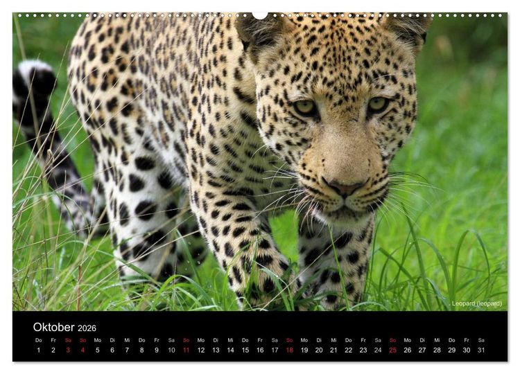 Produktbild: Raubkatzen (Wandkalender 2026 DIN A2 quer), CALVENDO Monatskalender