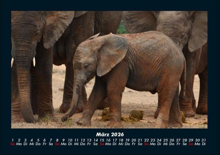 Produktbild: Welt der Tiere 2026 Fotokalender DIN A4