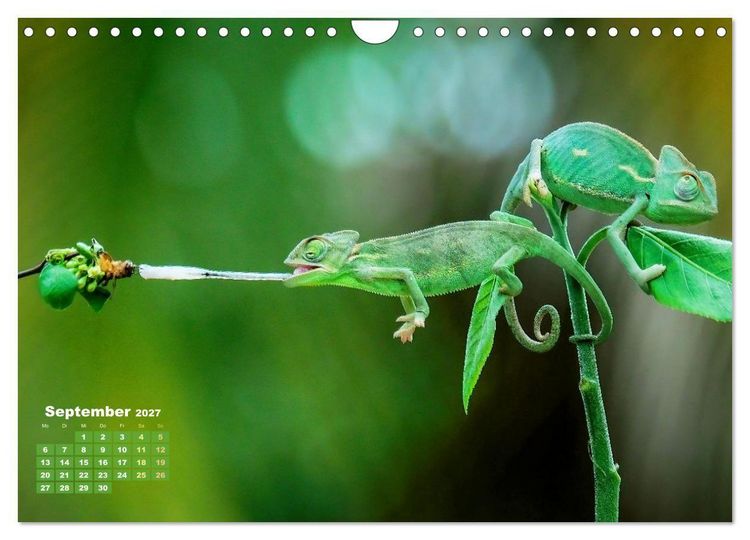 Produktbild: Cham&auml;leon: Die farbenfrohe Welt der Reptilien (Wandkalender 2027 DIN A4 quer), CALVENDO Monatskalender