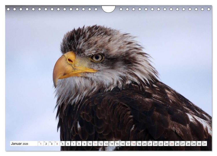 Produktbild: Heimische Tiere (Wandkalender 2026 DIN A4 quer), CALVENDO Monatskalender