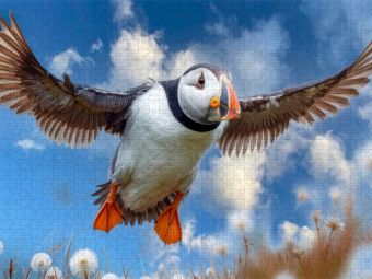 Produktbild: CALVENDO Puzzle Anflug auf die Klippe | 1000 Teile Lege-Gr&ouml;&szlig;e 64x48cm Foto-Puzzle f&uuml;r gl&uuml;ckliche Stunden