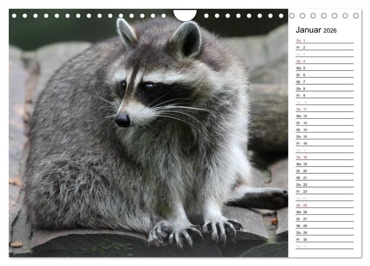 Produktbild: Der kleine R&auml;uber mit Maske - Waschb&auml;ren (Wandkalender 2026 DIN A4 quer), CALVENDO Monatskalender