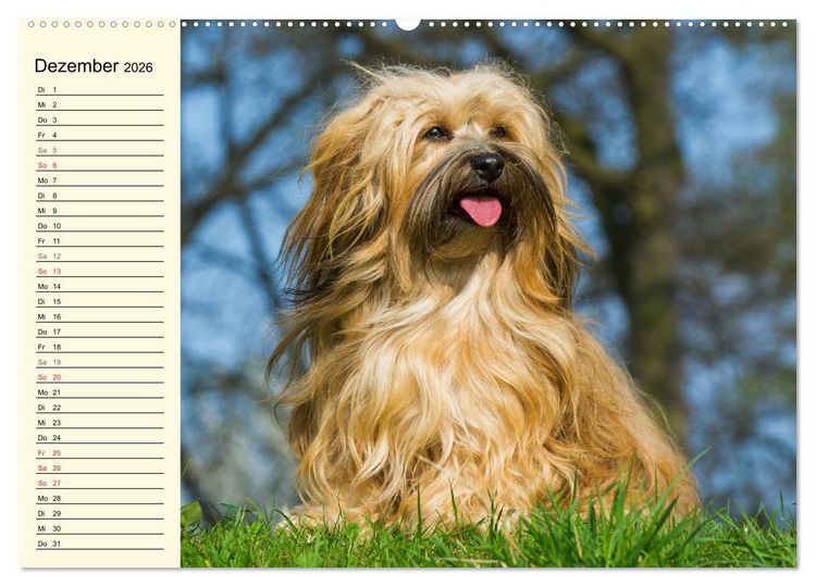 Produktbild: Havaneser - Herz auf 4 Pfoten (Wandkalender 2026 DIN A2 quer), CALVENDO Monatskalender