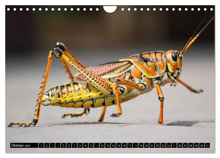 Produktbild: Insekten &bull; Bizarre Naturwunder (Wandkalender 2026 DIN A4 quer), CALVENDO Monatskalender