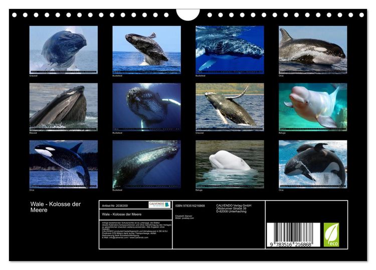 Produktbild: Wale - Kolosse der Meere (Wandkalender 2026 DIN A4 quer), CALVENDO Monatskalender