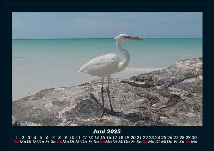 Produktbild: Vogelparadies 2025 Fotokalender DIN A5