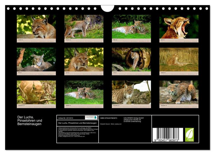 Produktbild: Der Luchs. Pinselohren und Bernsteinaugen (Wandkalender 2026 DIN A4 quer), CALVENDO Monatskalender