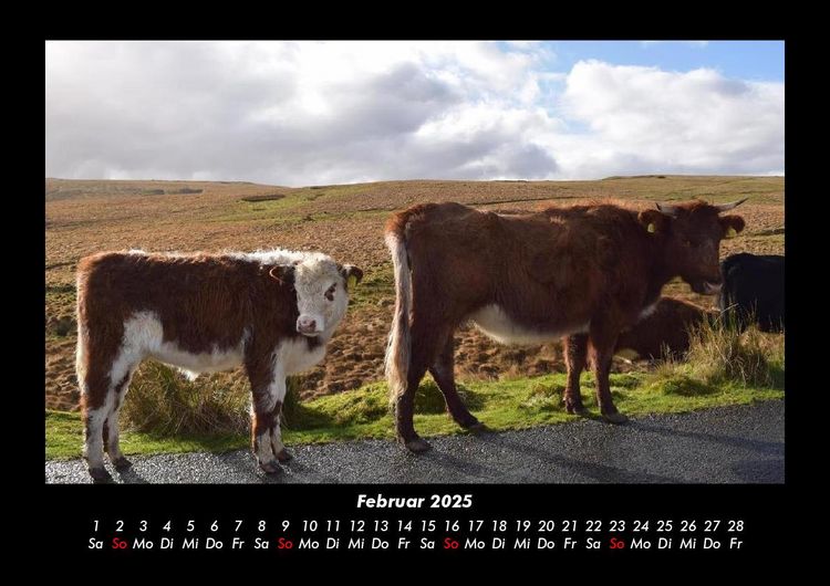 Produktbild: Kuhkalender 2025 Fotokalender DIN A3