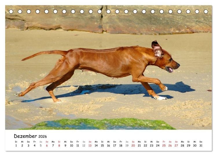Produktbild: Rhodesian Ridgebacks in Aktion (Tischkalender 2026 DIN A5 quer), CALVENDO Monatskalender