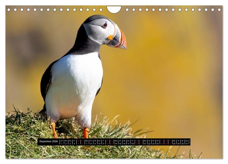 Produktbild: V&ouml;gel auf Island (Wandkalender 2026 DIN A4 quer), CALVENDO Monatskalender