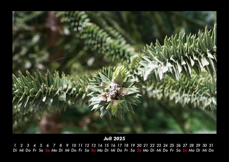 Produktbild: B&auml;ume 2025 Fotokalender DIN A3