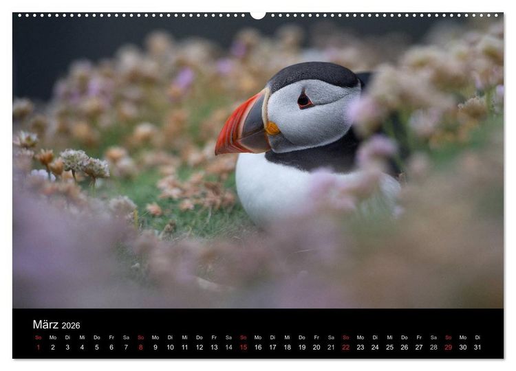 Produktbild: Papageientaucher 2026 (Wandkalender 2026 DIN A2 quer), CALVENDO Monatskalender