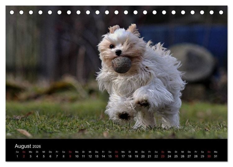 Produktbild: Mit dem Yorki durch das Jahr 2026 (Tischkalender 2026 DIN A5 quer), CALVENDO Monatskalender