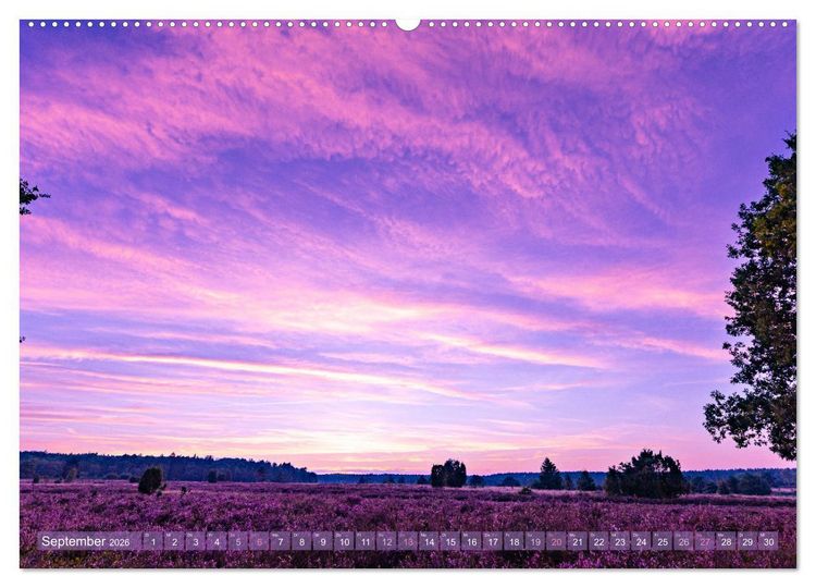 Produktbild: Im Bl&uuml;tenrausch der L&uuml;neburger Heide (Wandkalender 2026 DIN A2 quer), CALVENDO Monatskalender