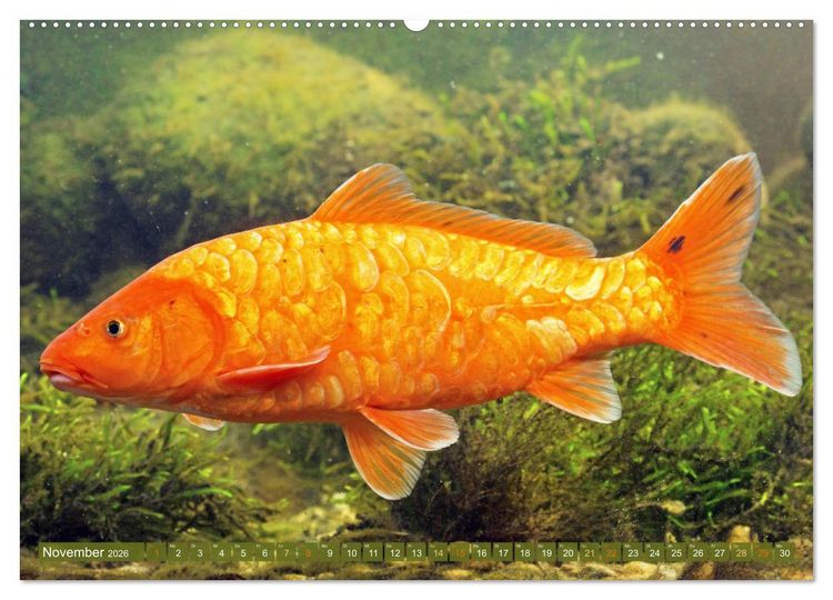 Produktbild: Koi: Juwelen im Teich (Wandkalender 2026 DIN A2 quer), CALVENDO Monatskalender