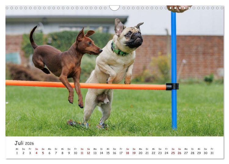 Produktbild: Zwergpinscher Sally&lsquo;s erstes Jahr (Wandkalender 2026 DIN A3 quer), CALVENDO Monatskalender