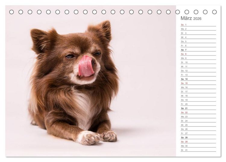 Produktbild: Chihuahua - Die Welt der Kleinen (Tischkalender 2026 DIN A5 quer), CALVENDO Monatskalender