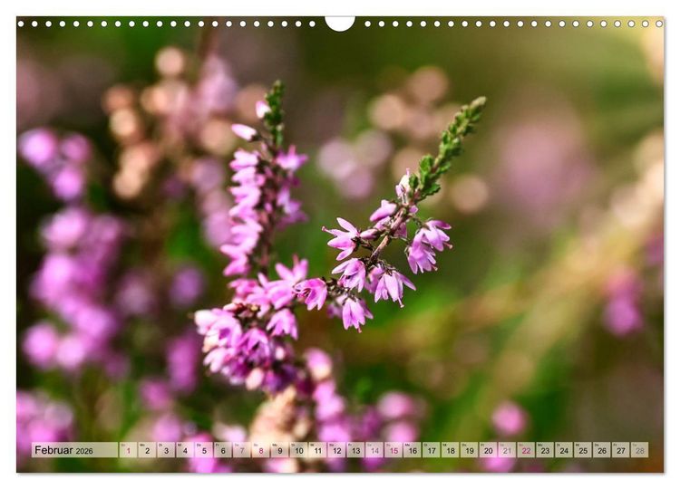 Produktbild: L&uuml;neburger S&uuml;dheide (Wandkalender 2026 DIN A3 quer), CALVENDO Monatskalender
