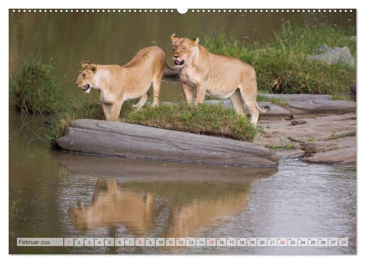 Produktbild: Emotionale Momente: Afrika Wildlife Part 2 / CH-Version (hochwertiger Premium Wandkalender 2026 DIN A2 quer), Kunstdruck in Hochglanz