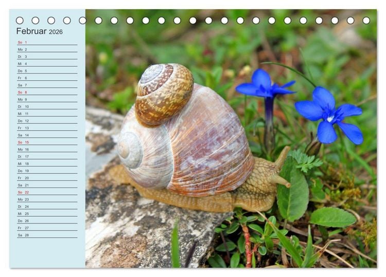 Produktbild: Wir sind die Stars im Wald (Tischkalender 2026 DIN A5 quer), CALVENDO Monatskalender